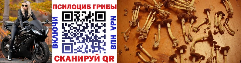 KRAKEN маркетплейс  Пестово  Псилоцибиновые грибы GOLDEN TEACHER 